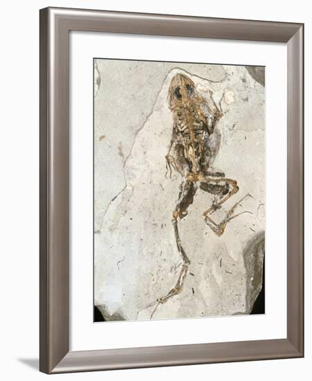 Fossilised Frog Embedded In Rock-Volker Steger-Framed Photographic Print