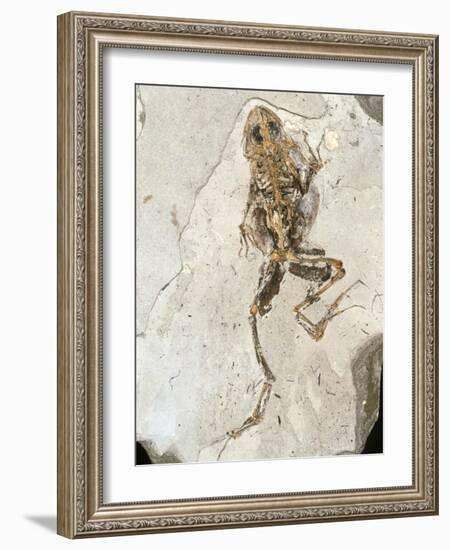 Fossilised Frog Embedded In Rock-Volker Steger-Framed Photographic Print