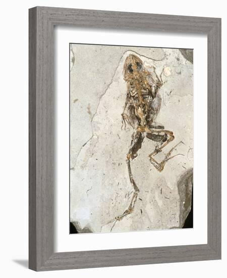 Fossilised Frog Embedded In Rock-Volker Steger-Framed Photographic Print