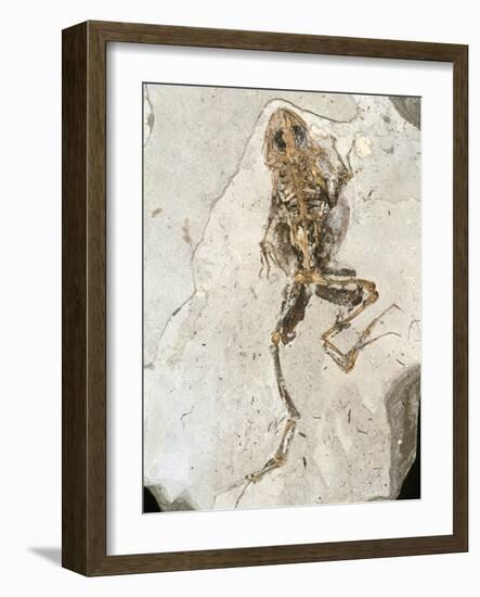 Fossilised Frog Embedded In Rock-Volker Steger-Framed Photographic Print