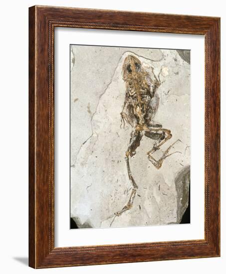 Fossilised Frog Embedded In Rock-Volker Steger-Framed Photographic Print