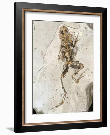 Fossilised Frog Embedded In Rock-Volker Steger-Framed Photographic Print