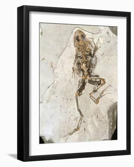 Fossilised Frog Embedded In Rock-Volker Steger-Framed Photographic Print