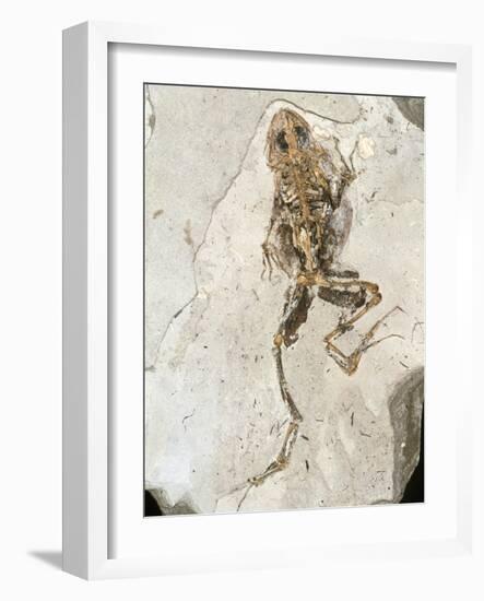 Fossilised Frog Embedded In Rock-Volker Steger-Framed Photographic Print