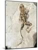 Fossilised Frog Embedded In Rock-Volker Steger-Mounted Photographic Print