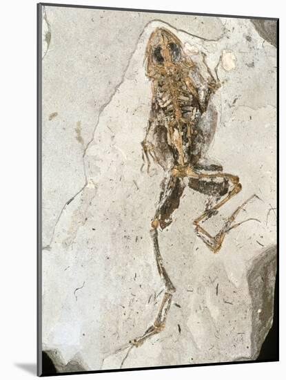Fossilised Frog Embedded In Rock-Volker Steger-Mounted Photographic Print