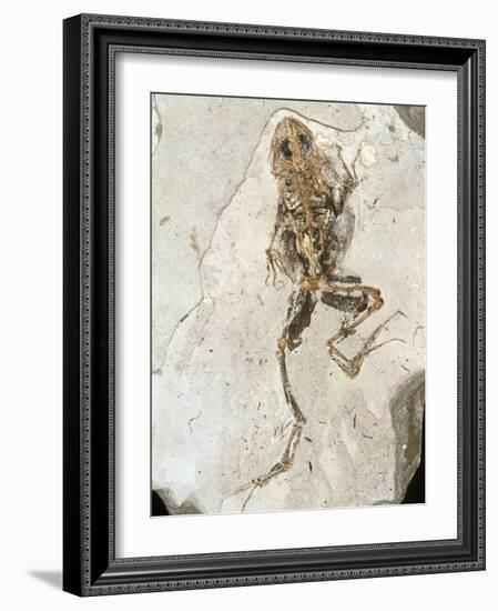 Fossilised Frog Embedded In Rock-Volker Steger-Framed Photographic Print