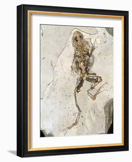 Fossilised Frog Embedded In Rock-Volker Steger-Framed Photographic Print