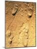 Fossilised Hominid Footprints From Laetoli-Sinclair Stammers-Mounted Photographic Print