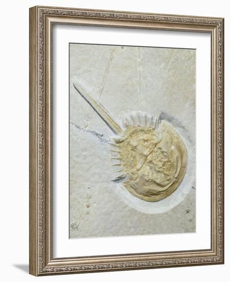 Fossilised Horseshoe Crab-Volker Steger-Framed Photographic Print