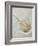 Fossilised Horseshoe Crab-Volker Steger-Framed Photographic Print