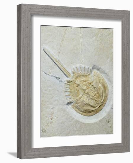 Fossilised Horseshoe Crab-Volker Steger-Framed Photographic Print