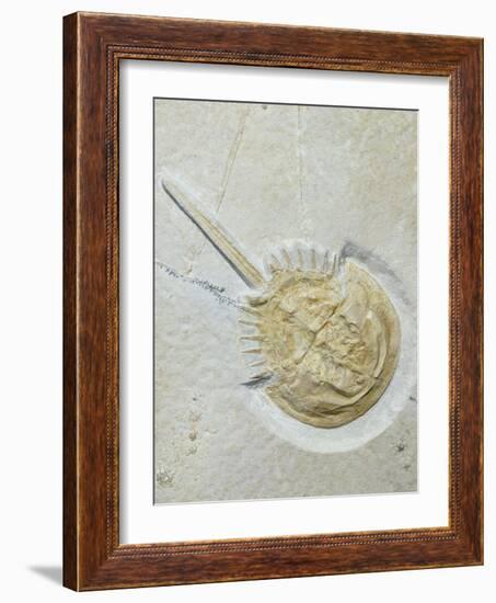 Fossilised Horseshoe Crab-Volker Steger-Framed Photographic Print