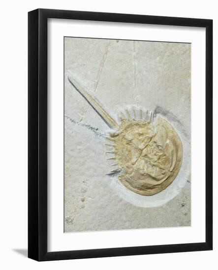 Fossilised Horseshoe Crab-Volker Steger-Framed Photographic Print