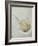 Fossilised Horseshoe Crab-Volker Steger-Framed Photographic Print