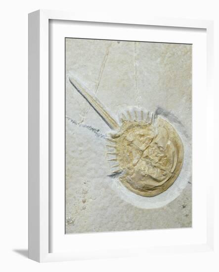 Fossilised Horseshoe Crab-Volker Steger-Framed Photographic Print