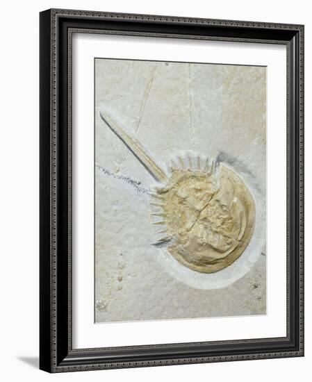 Fossilised Horseshoe Crab-Volker Steger-Framed Photographic Print