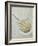 Fossilised Horseshoe Crab-Volker Steger-Framed Photographic Print