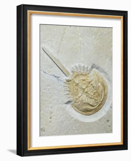 Fossilised Horseshoe Crab-Volker Steger-Framed Photographic Print