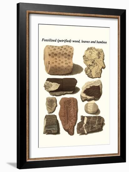 Fossilised (Petrified) Wood, Leaves and Bamboo-James Parkinson-Framed Art Print