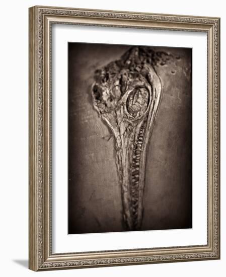 Fossilised Skull of Dinosour. Ichthyosaurus Communis-Clive Nolan-Framed Photographic Print