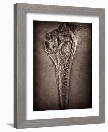 Fossilised Skull of Dinosour. Ichthyosaurus Communis-Clive Nolan-Framed Photographic Print