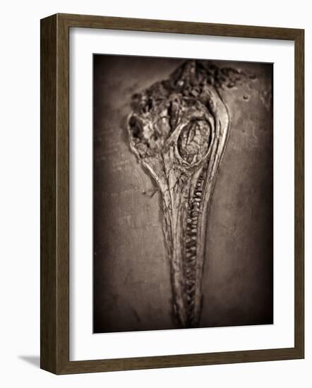 Fossilised Skull of Dinosour. Ichthyosaurus Communis-Clive Nolan-Framed Photographic Print