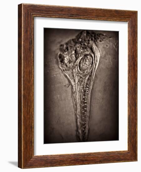 Fossilised Skull of Dinosour. Ichthyosaurus Communis-Clive Nolan-Framed Photographic Print