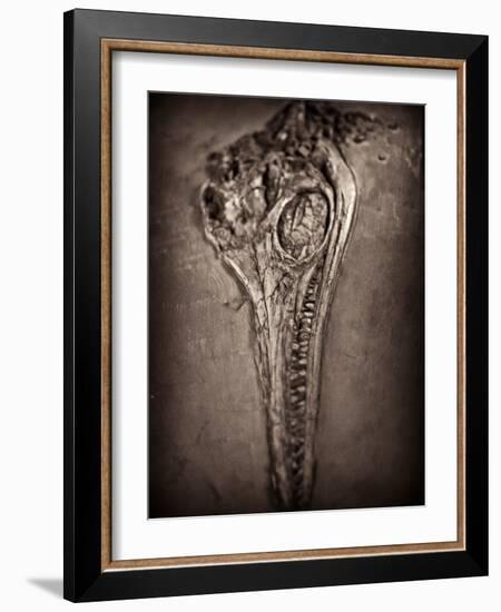 Fossilised Skull of Dinosour. Ichthyosaurus Communis-Clive Nolan-Framed Photographic Print