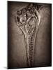 Fossilised Skull of Dinosour. Ichthyosaurus Communis-Clive Nolan-Mounted Photographic Print