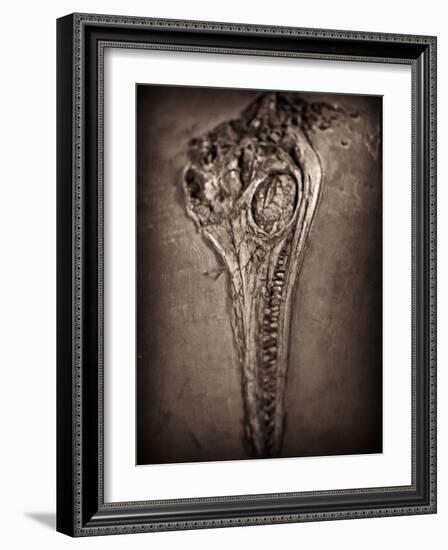 Fossilised Skull of Dinosour. Ichthyosaurus Communis-Clive Nolan-Framed Photographic Print