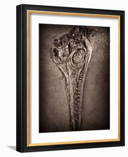 Fossilised Skull of Dinosour. Ichthyosaurus Communis-Clive Nolan-Framed Photographic Print