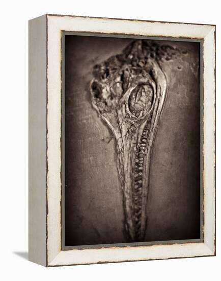Fossilised Skull of Dinosour. Ichthyosaurus Communis-Clive Nolan-Framed Premier Image Canvas