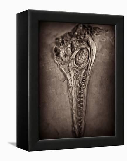 Fossilised Skull of Dinosour. Ichthyosaurus Communis-Clive Nolan-Framed Premier Image Canvas