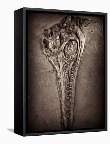 Fossilised Skull of Dinosour. Ichthyosaurus Communis-Clive Nolan-Framed Premier Image Canvas