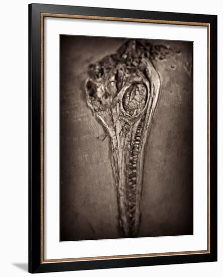 Fossilised Skull of Dinosour. Ichthyosaurus Communis-Clive Nolan-Framed Photographic Print