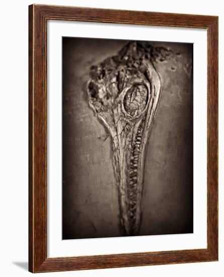 Fossilised Skull of Dinosour. Ichthyosaurus Communis-Clive Nolan-Framed Photographic Print