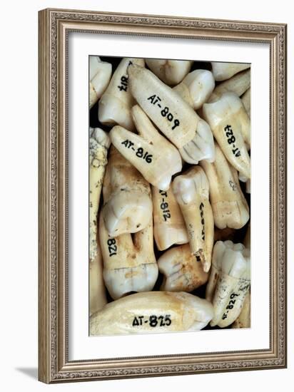 Fossilised Teeth, Sima De Los Huesos-Javier Trueba-Framed Photographic Print