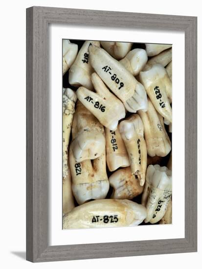 Fossilised Teeth, Sima De Los Huesos-Javier Trueba-Framed Photographic Print