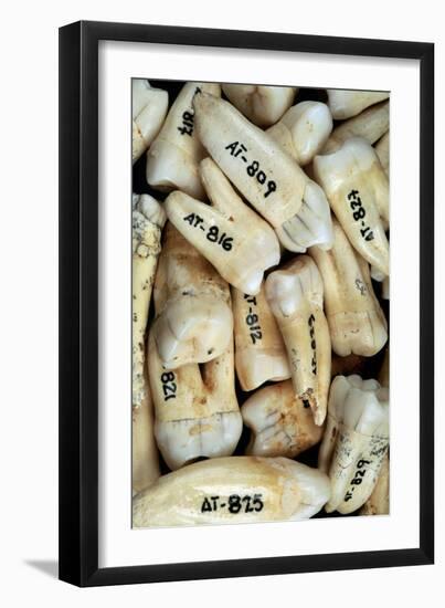 Fossilised Teeth, Sima De Los Huesos-Javier Trueba-Framed Photographic Print