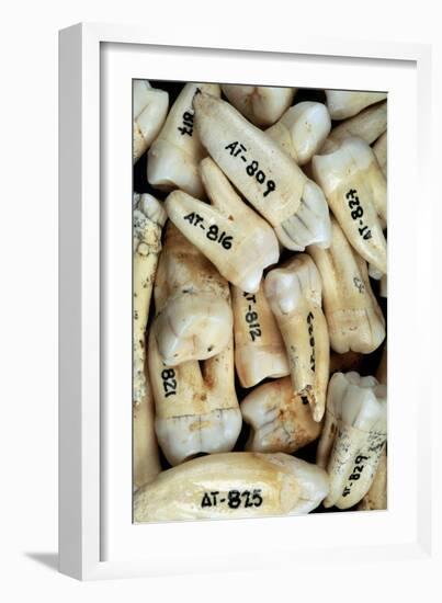 Fossilised Teeth, Sima De Los Huesos-Javier Trueba-Framed Photographic Print