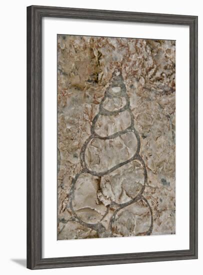 Fossilized creatures embedded in rock, Akpatok Island, Nunavut, Canada-Cindy Miller Hopkins-Framed Photographic Print