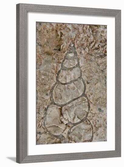Fossilized creatures embedded in rock, Akpatok Island, Nunavut, Canada-Cindy Miller Hopkins-Framed Photographic Print