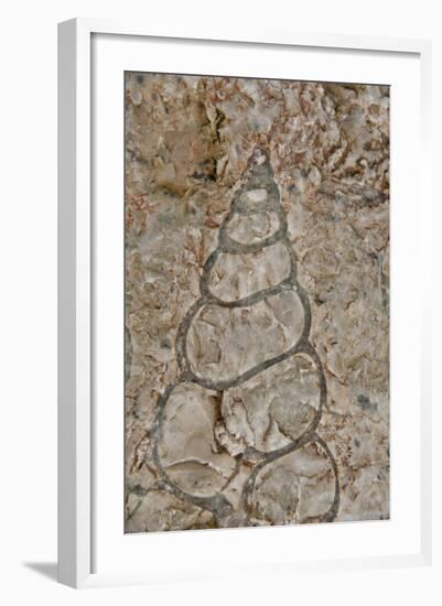 Fossilized creatures embedded in rock, Akpatok Island, Nunavut, Canada-Cindy Miller Hopkins-Framed Photographic Print