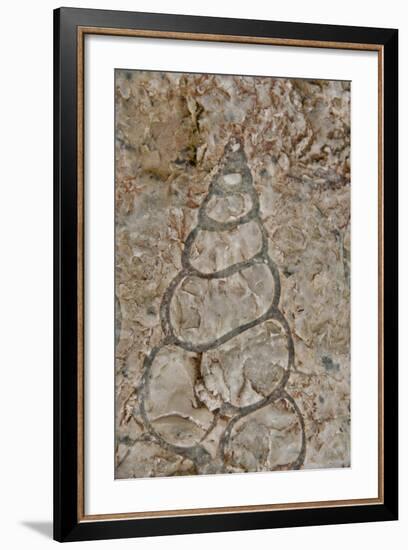 Fossilized creatures embedded in rock, Akpatok Island, Nunavut, Canada-Cindy Miller Hopkins-Framed Photographic Print