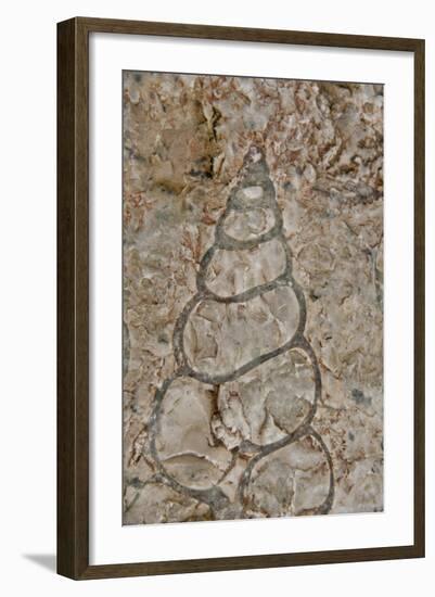 Fossilized creatures embedded in rock, Akpatok Island, Nunavut, Canada-Cindy Miller Hopkins-Framed Photographic Print