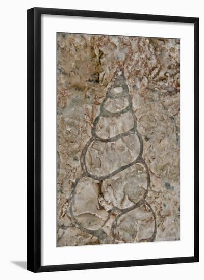 Fossilized creatures embedded in rock, Akpatok Island, Nunavut, Canada-Cindy Miller Hopkins-Framed Photographic Print