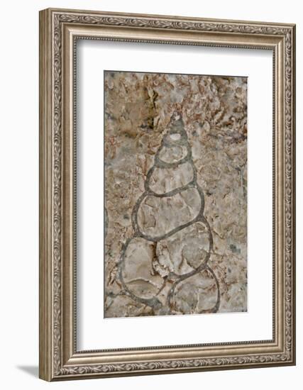 Fossilized creatures embedded in rock, Akpatok Island, Nunavut, Canada-Cindy Miller Hopkins-Framed Photographic Print