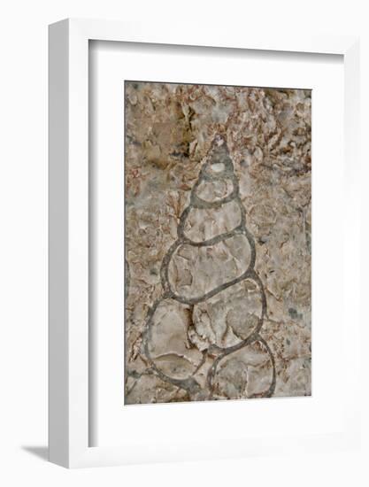 Fossilized creatures embedded in rock, Akpatok Island, Nunavut, Canada-Cindy Miller Hopkins-Framed Photographic Print