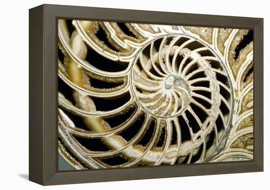 Fossilized Nautilus Shell, Nautilus Striatus-Sinclair Stammers-Framed Premier Image Canvas